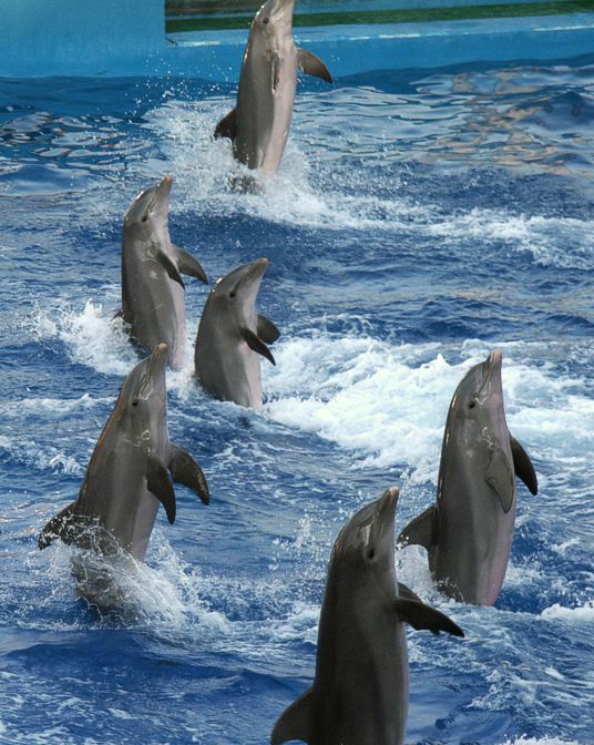 Click to See Next Image